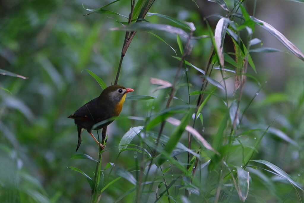 ソウシチョウ