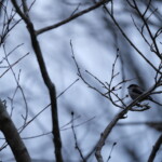 エナガ【早戸川林道/X-PRO3,XF100-400】