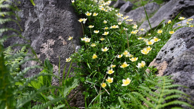 チングルマ