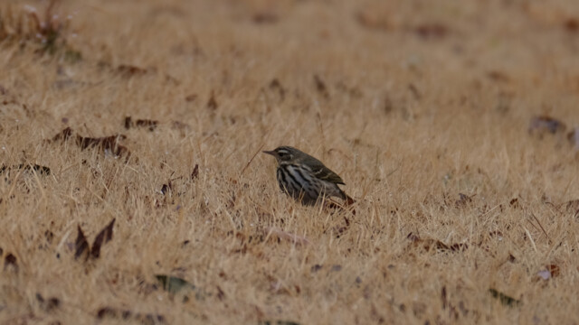 ビンズイ　那須野が原公園
