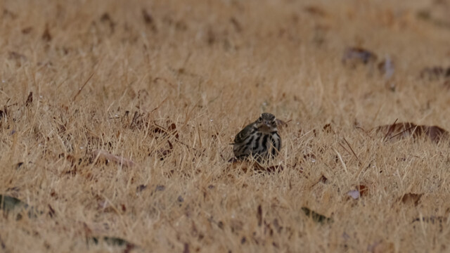 ビンズイ　那須野が原公園
