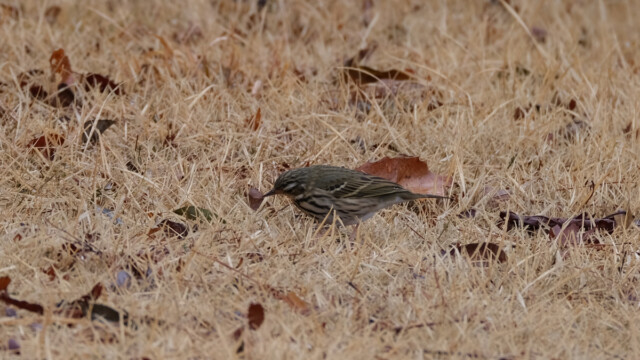ビンズイ　那須野が原公園