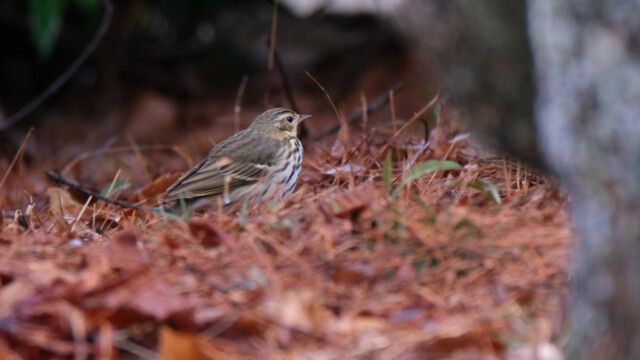 ビンズイ　那須野が原公園